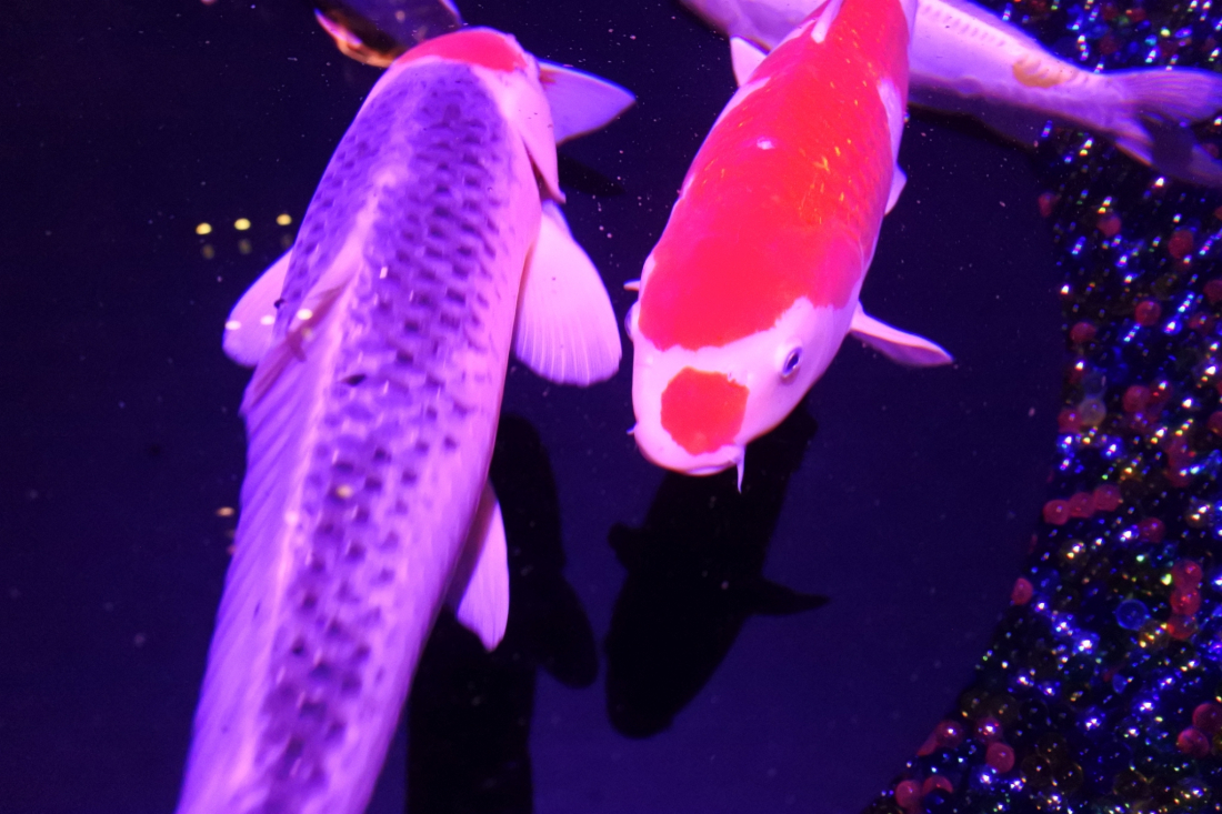 滿眼金魚的斑斕藝術令人目眩神迷的日本橋art Aquarium 18 Japankuru Japankuru 最道地的日本旅遊資訊網站