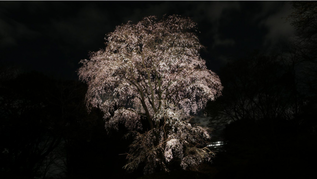 21 Update Japanese Cherry Blossom Forecast Some Of The Best Places To See Japanese Cherry Blossoms In Japan Hyper Japan