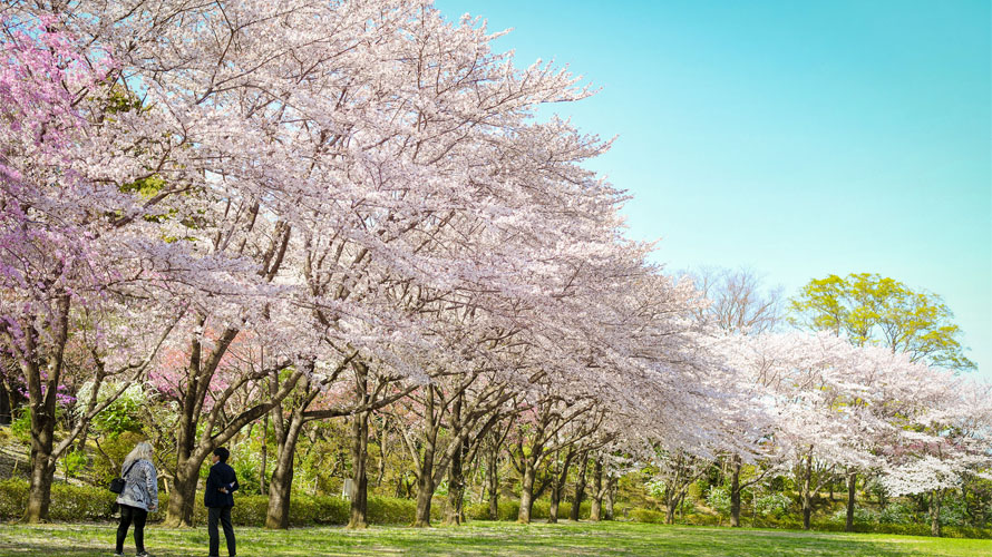 想赏樱也想大口呼吸 不想跟其他观光客人挤人的东京樱花景点小笔记