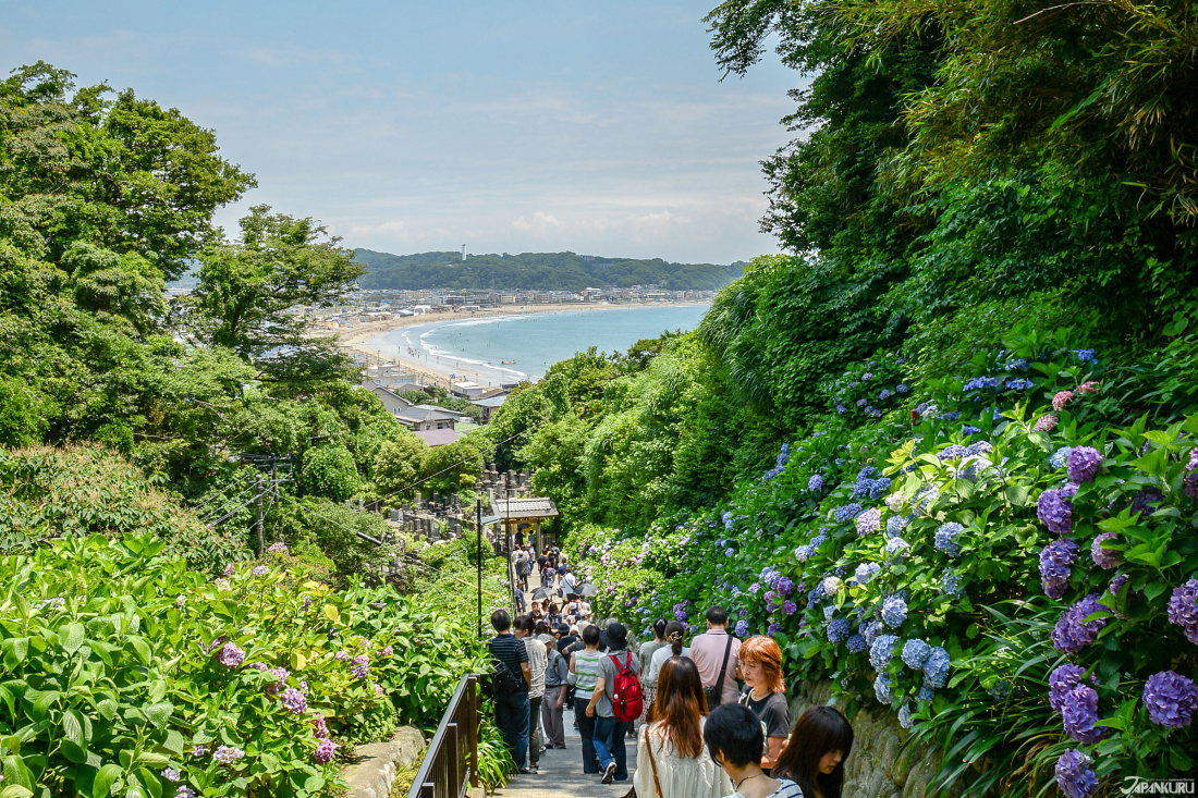 Japan S Island Of Hydrangeas The 5 Best Places To See The Flowers Of Enoshima Island Kamakura Japankuru Japankuru Let S Share Our Japanese Stories