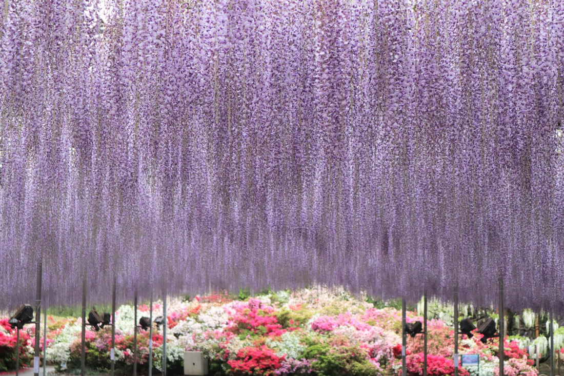Ngắm hoa tử đằng tại công viên viên Ashikaga Flower Park | JAPANKURU | - JAPANKURU Let's share our Japanese Stories!