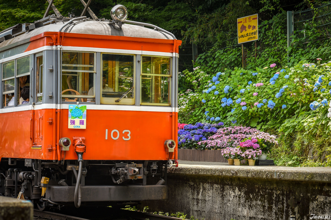 鐵道繡球花與登山電車初夏箱根的紫陽花名所 Japankuru Japankuru 最道地的日本旅遊資訊網站
