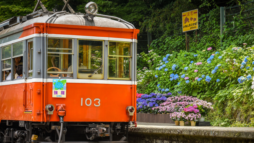 箱根の紫陽花見にいこう！登山鉄道でめぐる６月の箱根
