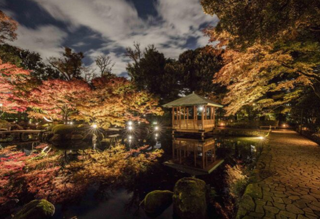 Otaguro Park Autumn Leaves Light-up (大田黒公園 紅葉ライトアップ) (Tokyo)