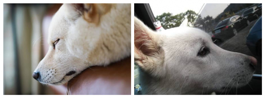 左：柴犬KURUKI　右：秋田犬