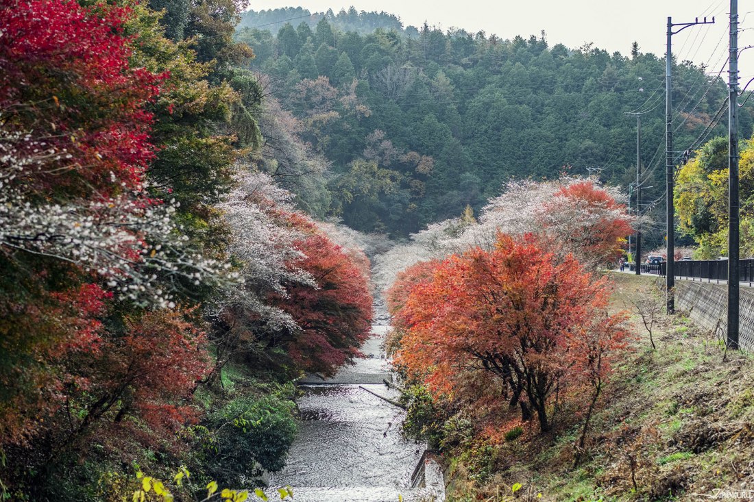 真っ赤な紅葉に淡く添えられたピンクのグラデーションが美しい豊田市の四季桜 Japankuru