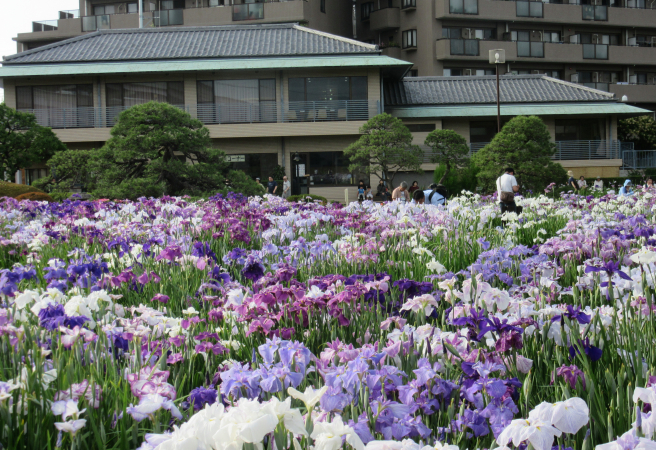 ✕ Katsushika Iris Festival (Canceled Due to COVID-19)