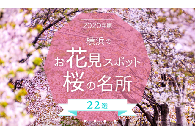 요코하마 미나토미라이21 벚꽃 축제 2020