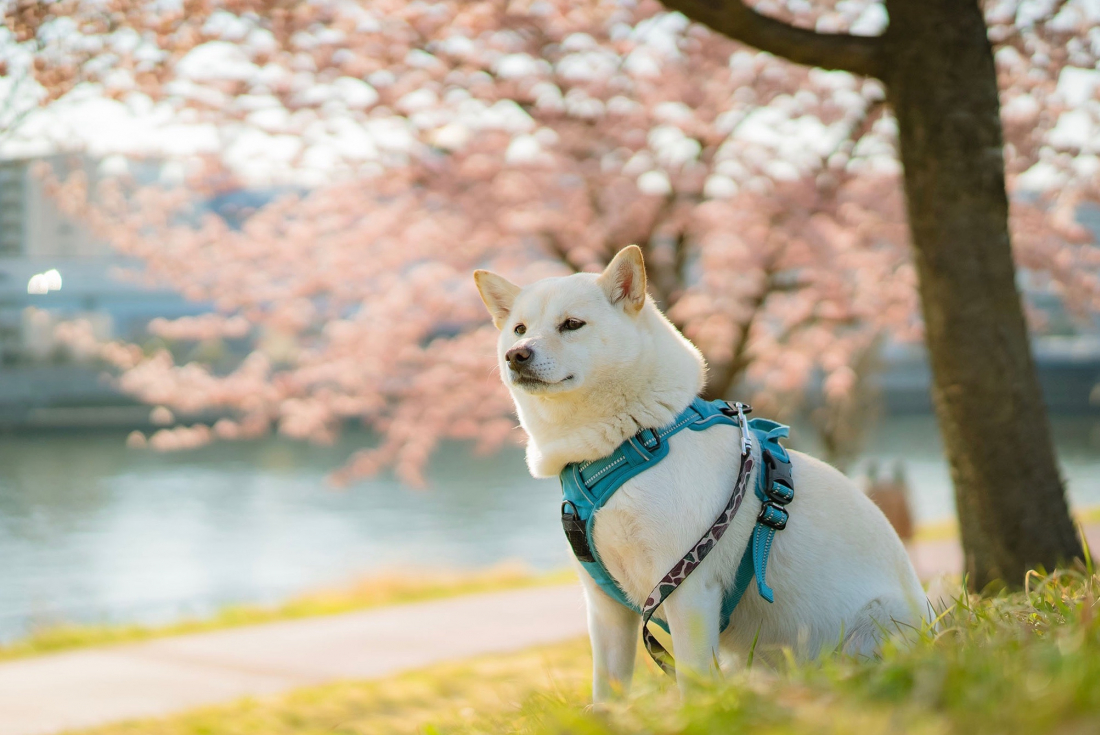 A Cherry Blossom Photoshoot