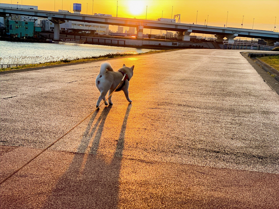 An Early-Morning Walk