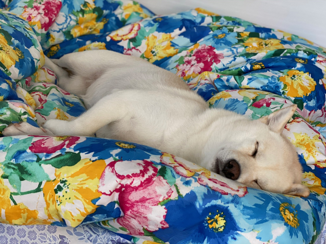 In Fluffy Futon Heaven