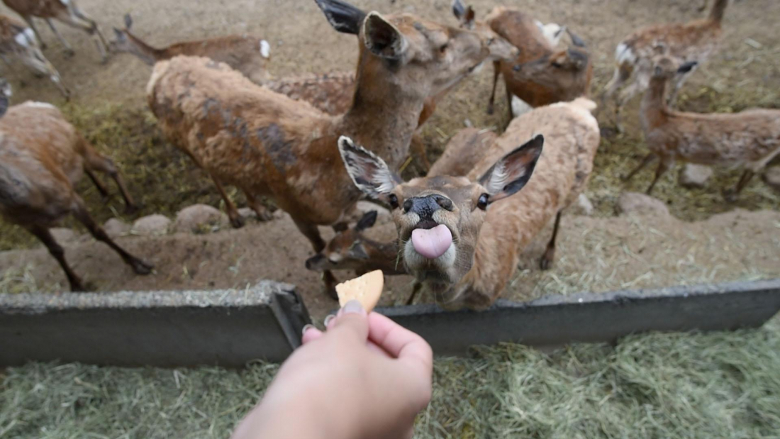 距离野生动物最近的一刻那须野生动物园参观攻略来了 Japankuru Japankuru 最地道的日本旅游咨询网站
