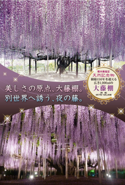 2020紫藤花祭  足利花卉公園（休園中）