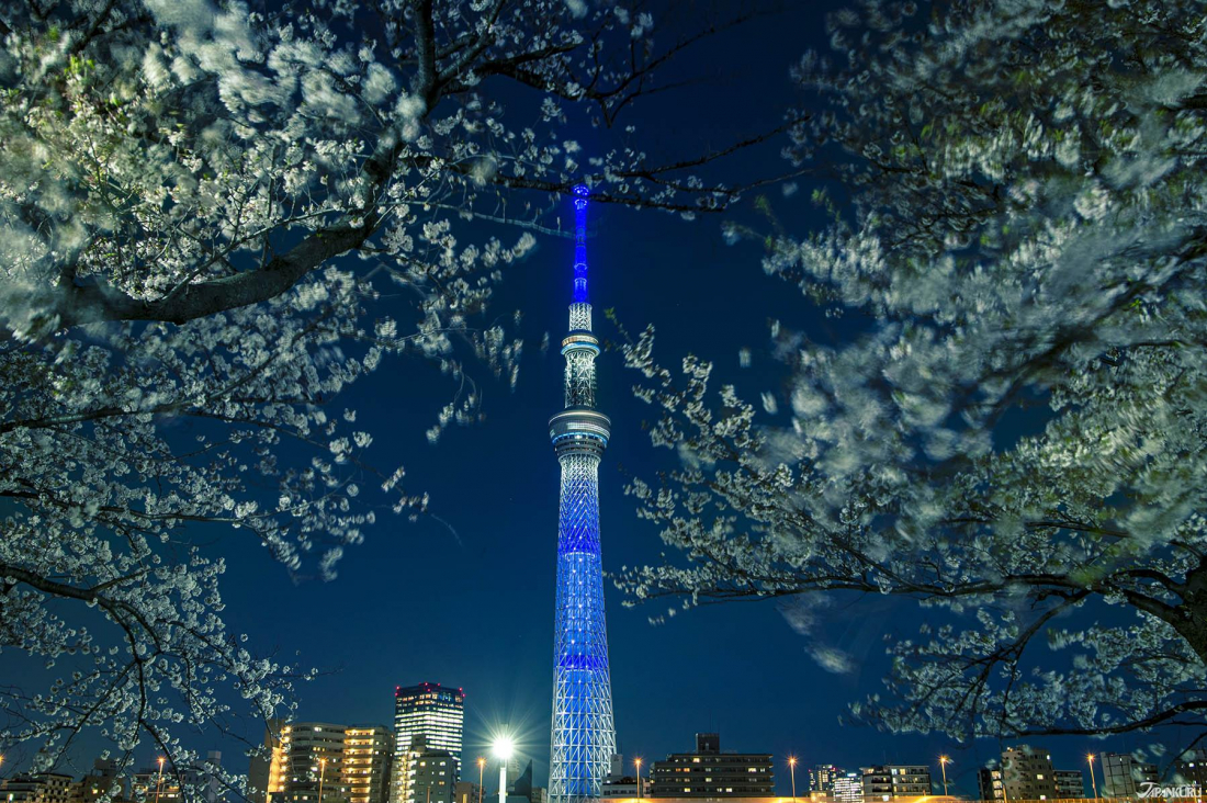 TOKYO SKYTREE và hoa anh đào – Cho ngày xuân hoàn hảo ở Tokyo | JAPANKURU | - JAPANKURU Let's share our Japanese Stories!