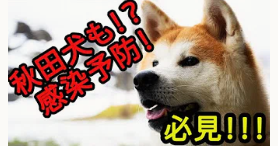 Curious Dog Shiba Inu Cute Doggo