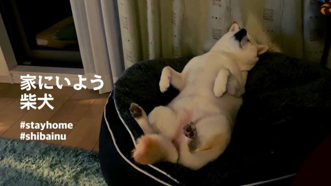 Kuruki the Shiba Inu Tackles the COVID-19 Lockdown