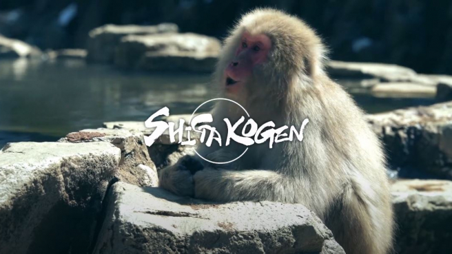 Japan's Best Ski Slopes - plus Hot Spring Monkeys! - Shiga Kogen