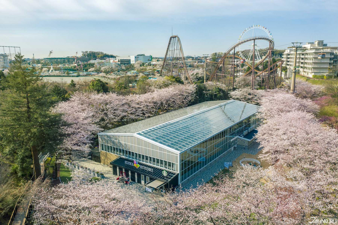 ,日本,東京,讀賣樂園,水獺,星巴克,賞櫻,博物館,遊樂園,