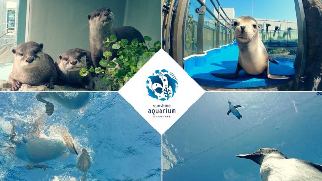 Otters, Seals, and Penguins at Sunshine Aquarium! | Ikebukuro, Tokyo | #seeyousoonjapan