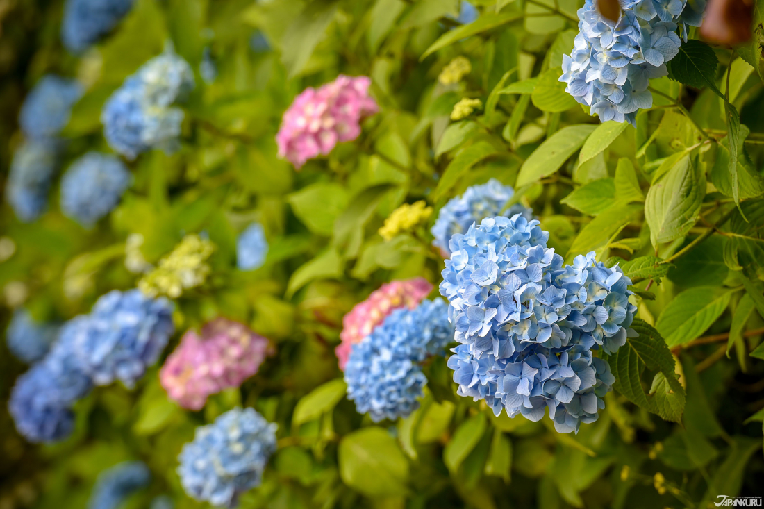 The Best Hydrangea Flower Viewing Spots In Japan Summer Japankuru Japankuru Let S Share Our Japanese Stories