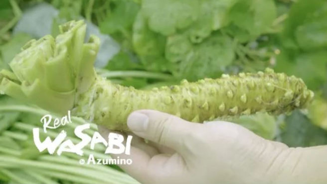 Discovering the Taste of Real Japanese Wasabi in Azumino, Nagano