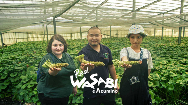 The Story of Real Japanese Wasabi in Azumino, Nagano: From Farm to Fine Dining