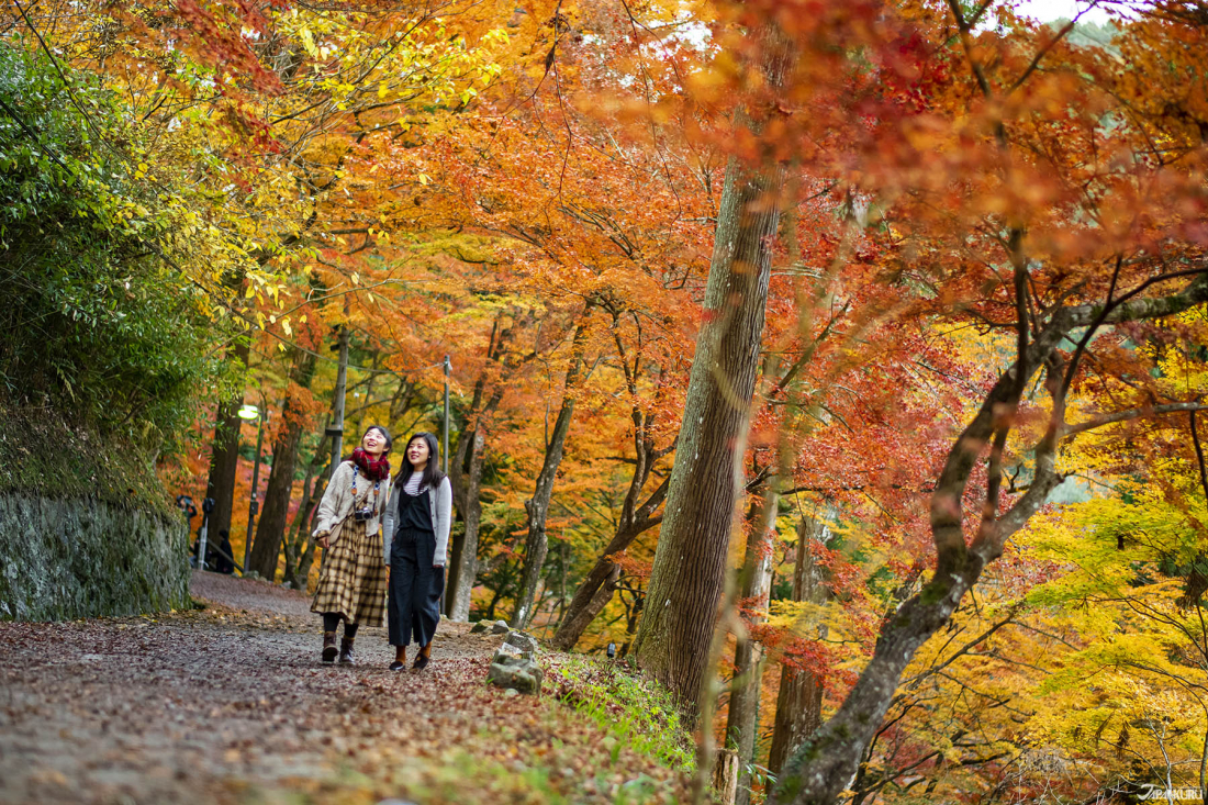 What Is “Koyo”? Japan’s Most Important Autumn Tradition | HYPER JAPAN