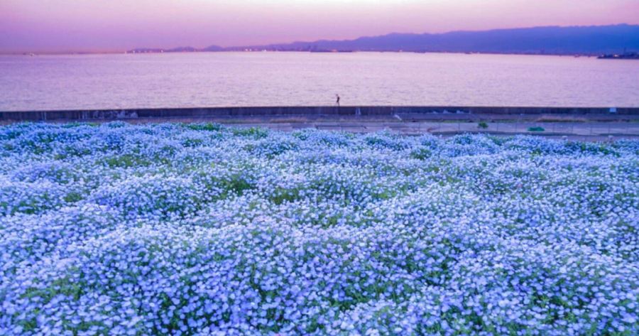 關西新粉蝶花名所 大阪舞洲海濱公園碧海藍天與琉璃色粉蝶花海 Japankuru Japankuru 最道地的日本旅遊資訊網站