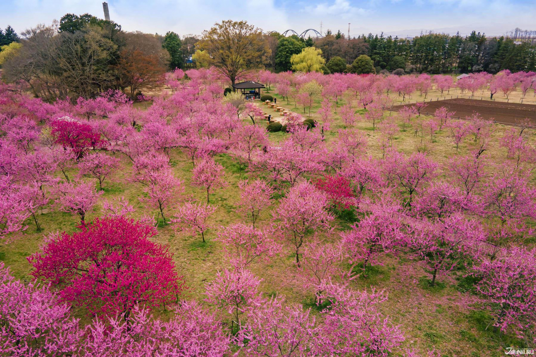 日本春日 桃花祭 茨城古河公方公園賞花旅桃花成林能量地 旅遊 聯合新聞網