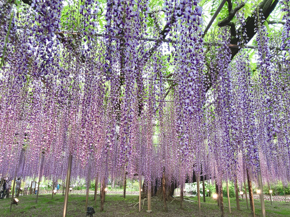 The Wisteria Festival at Ashikaga Flower Park ・ A Perfect Springtime