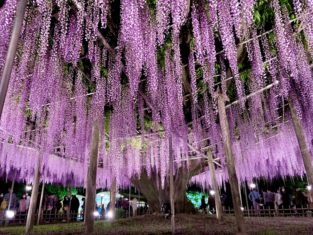 The Wisteria Festival at Ashikaga Flower Park ・ A Perfect Springtime