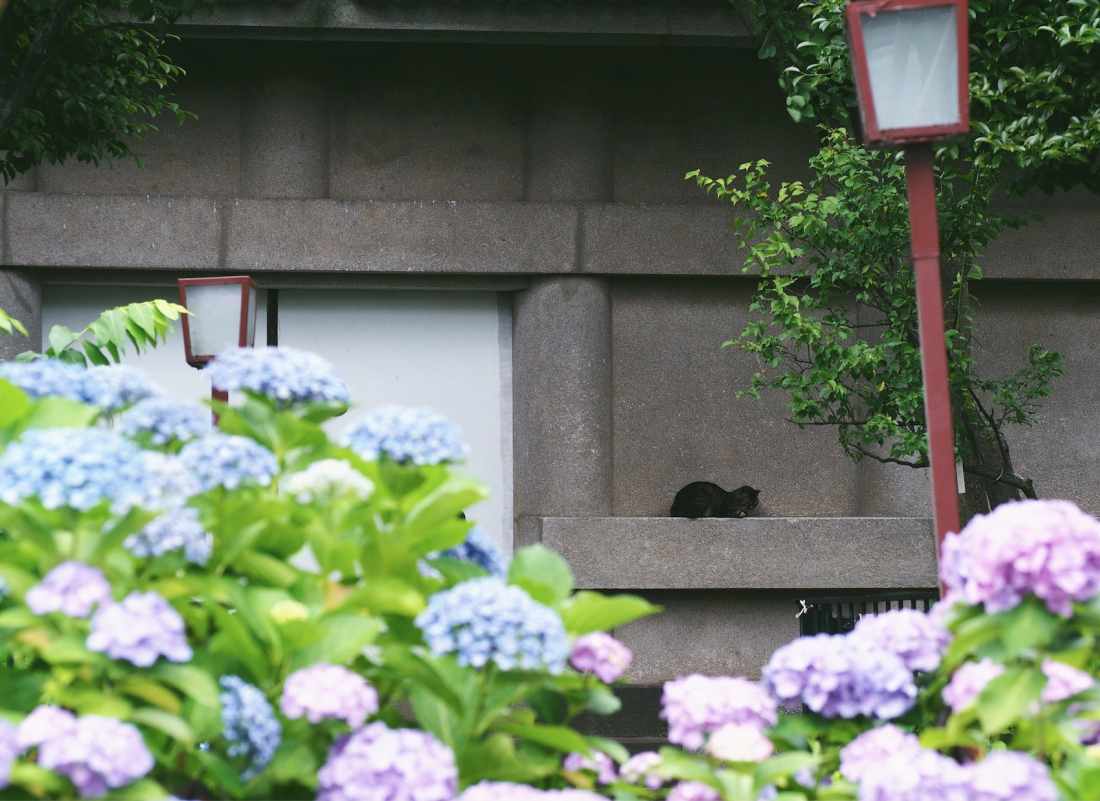 東京6月繡球花景點白山神社之雨 貓與紫陽花散策 Japankuru Japankuru 最道地的日本旅遊資訊網站