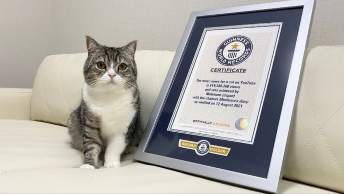 Maru the most watched cat