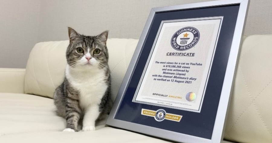 Japanese Cat Motimaru Named the Most Watched Feline on YouTube ・ Have You  Seen His Videos Yet? | JAPANKURU | - JAPANKURU Let's share our Japanese  Stories!