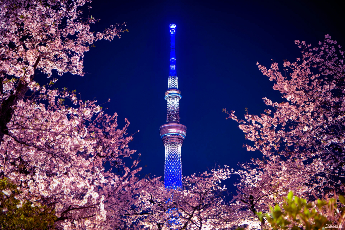 5 Top Spots For Cherry Blossom Viewing In Tokyo Japankuru Lets Share