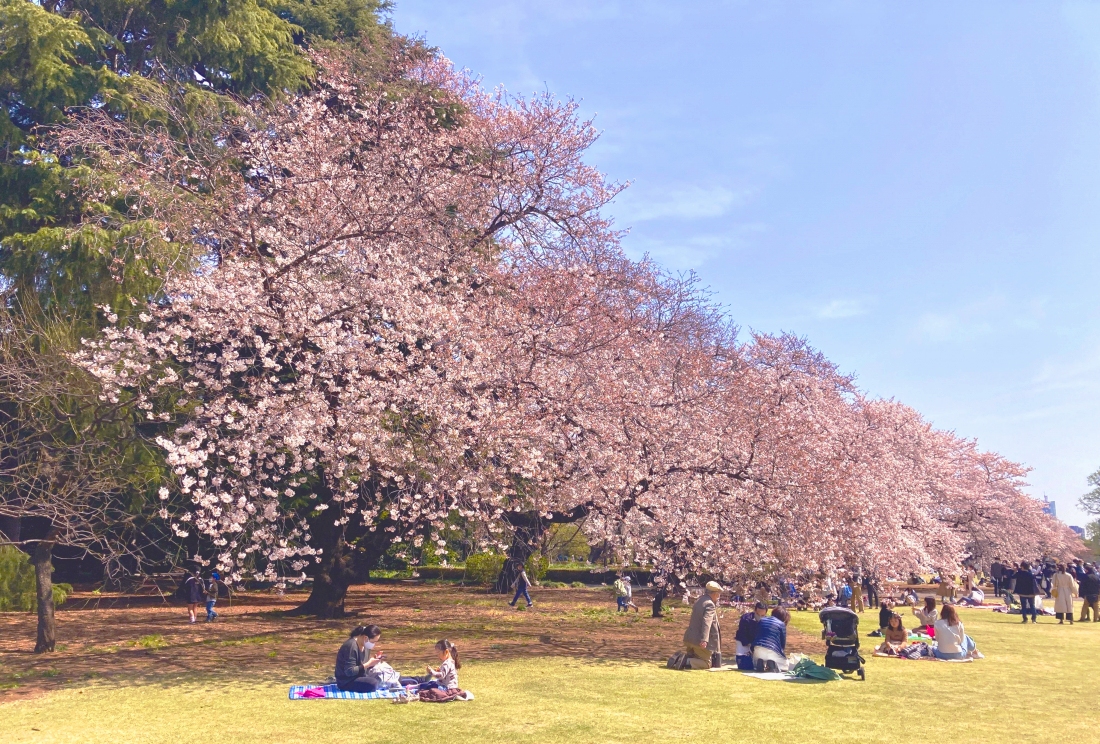 5-top-spots-for-cherry-blossom-viewing-in-tokyo-hyper-japan