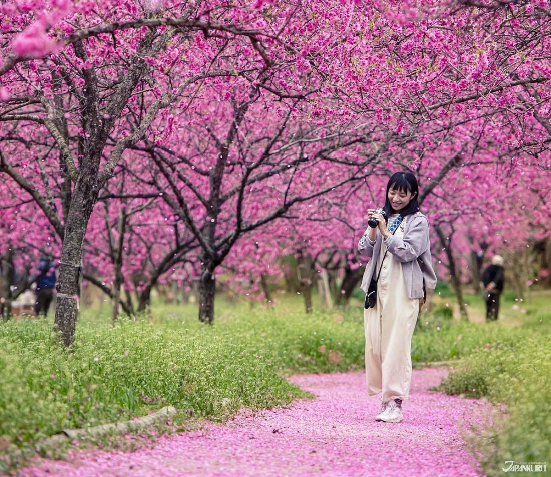 Must-Visit Flower Gardens in Japan