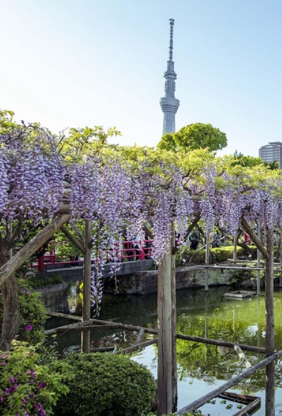 2023 Wisteria Festival at Kameido Tenjin Shrine (Tokyo)