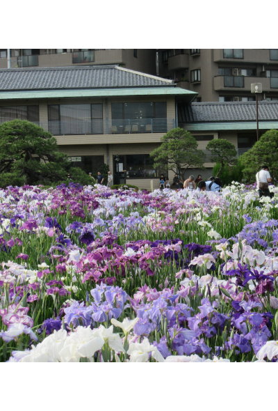 2023 Katsushika Iris Festival (Tokyo)