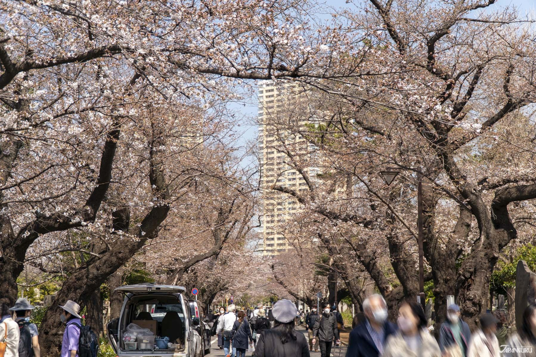 PLACES FOR CHERRY BLOSSOM IN TOKYO, JAPAN - Creative Travel Guide