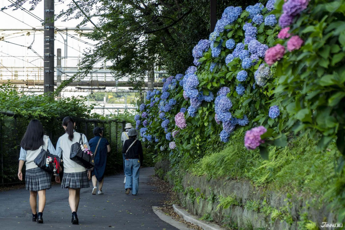 City - 4 flower gardens in bloom year-round - Tokyo Picks