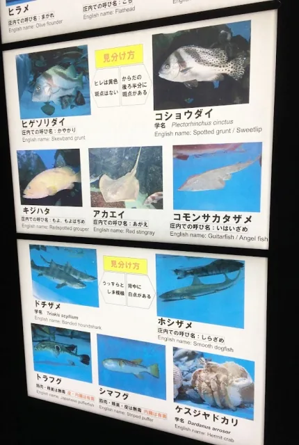 世界第一水母水族館 山形鶴岡 加茂水族館 水母看到飽 旅遊 聯合新聞網