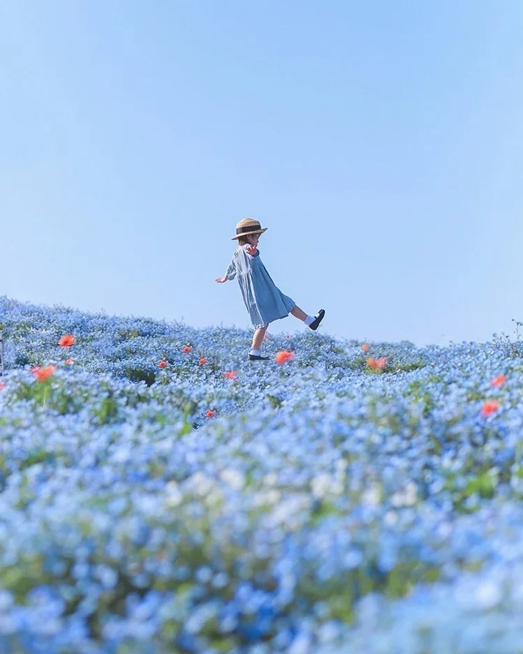 碧海藍天ｘ琉璃色 藍粉蝶花海 回歸 關西新粉蝶花景點大阪舞洲海濱公園 旅遊 聯合新聞網