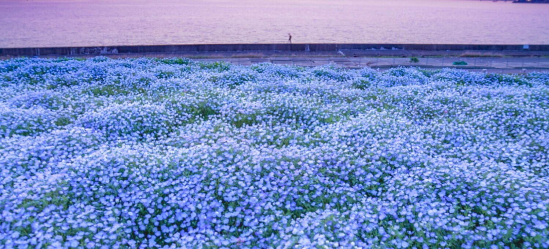 碧海藍天ｘ琉璃色 藍粉蝶花海 回歸 關西新粉蝶花景點大阪舞洲海濱公園 旅遊 聯合新聞網