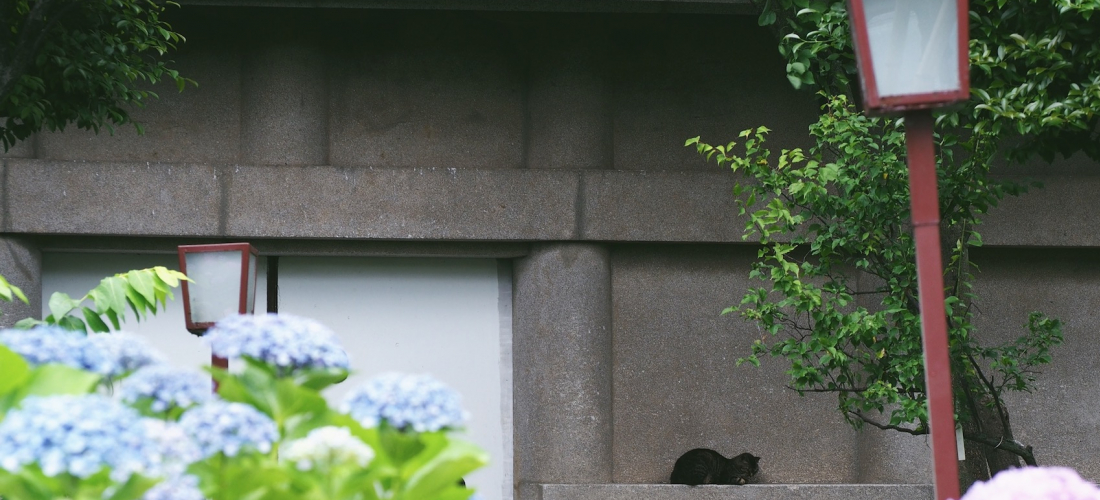 東京6月繡球花景點 白山神社之雨、貓與紫陽花散策