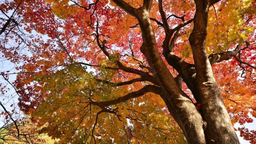 Autumn Foliage Season in Sapporo is Already Over !!!