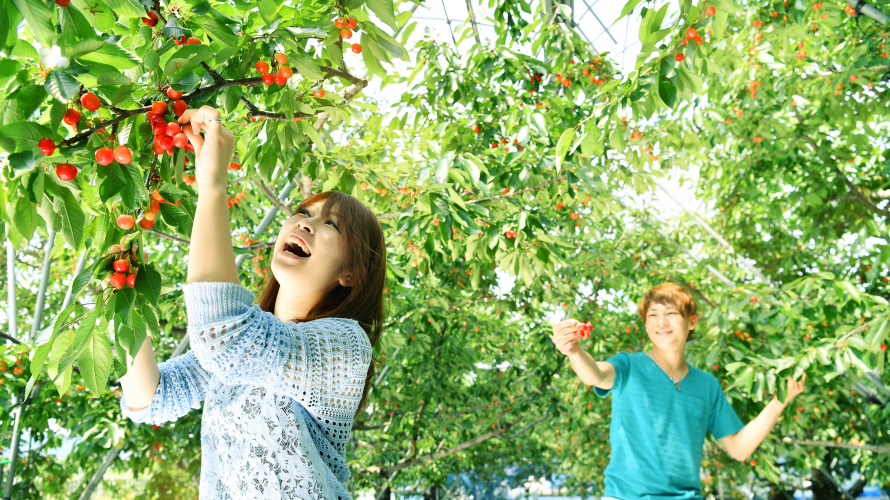 Khám phá vườn cây anh đào ‘Ohashi Cherry Farms’ ở Hokkaido