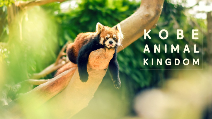 KOBE ANIMAL KINGDOM | Approchez les animaux du Monde Entier!