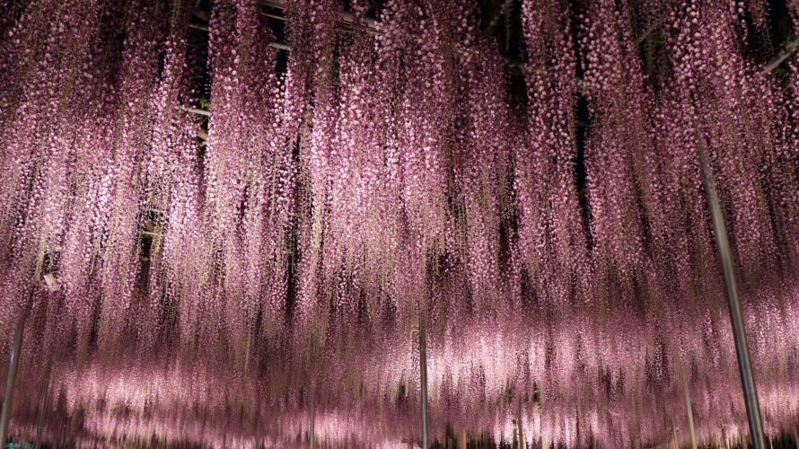 Ngắm hoa tử đằng tại công viên viên Ashikaga Flower Park