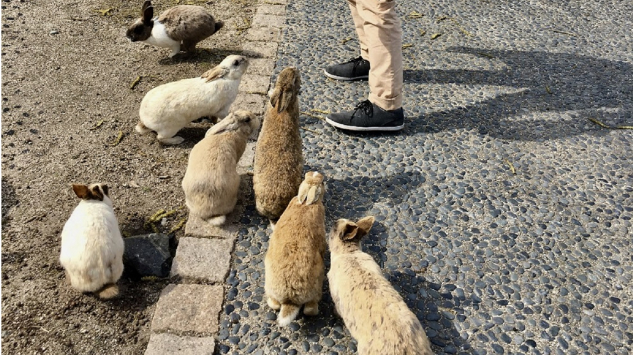 毒氣島變身兔子樂園？萌兔兔遍地的兔子島大久野島